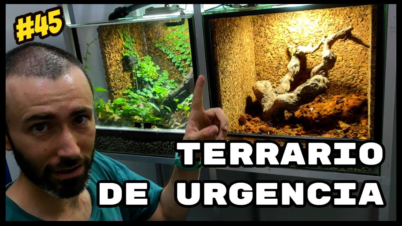 🍁🐸PREPARAMOS TERRARIO DE URGENCIA🌱PARA Epipedobates anthonyi Santa Isabel | KANAKY VLOG #45