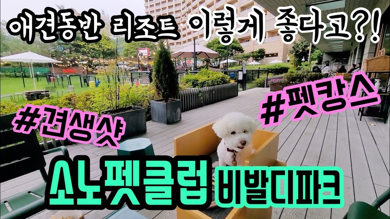 비발디파크를 애견동반으로 갈수있다🐶?! 소노펫 클럽앤리조트 홍천 펫캉스 여행지 추천! 댕댕이랑 견생샷 찍고 내돈내산 국내 최대 애견동반 시설 & 프로그램 즐긴 후기