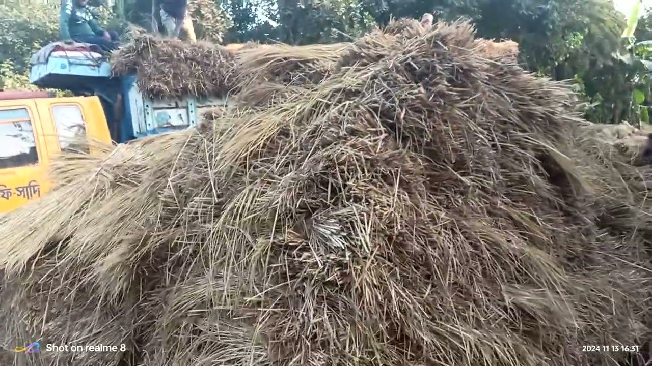 আজকের ডেলিভারী দিলাম সাবার বিরুলিয়া। যাদের খড় লাগবে যোগাযোগ ০১৭৪১০২০৬৭৪