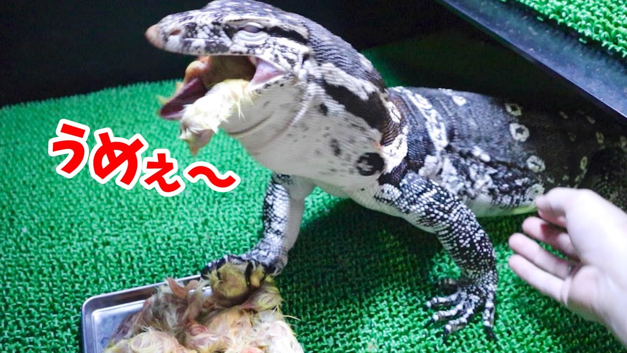 産卵後のオオトカゲが食事をすると・・・