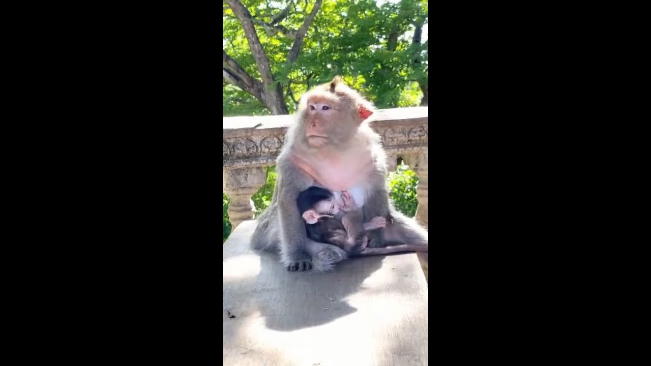 In the morning Old Mom monkey Beri bring Newborn Berica asking foods.