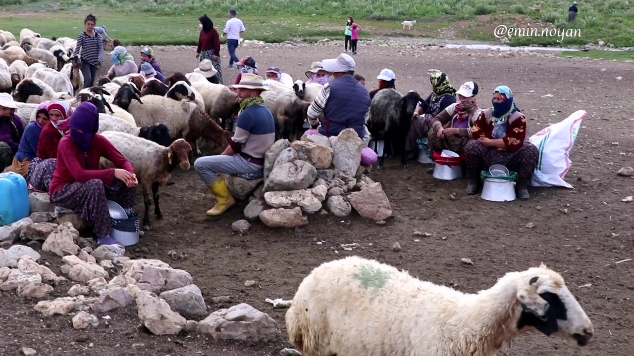 Hakkari'de Yaylacılık