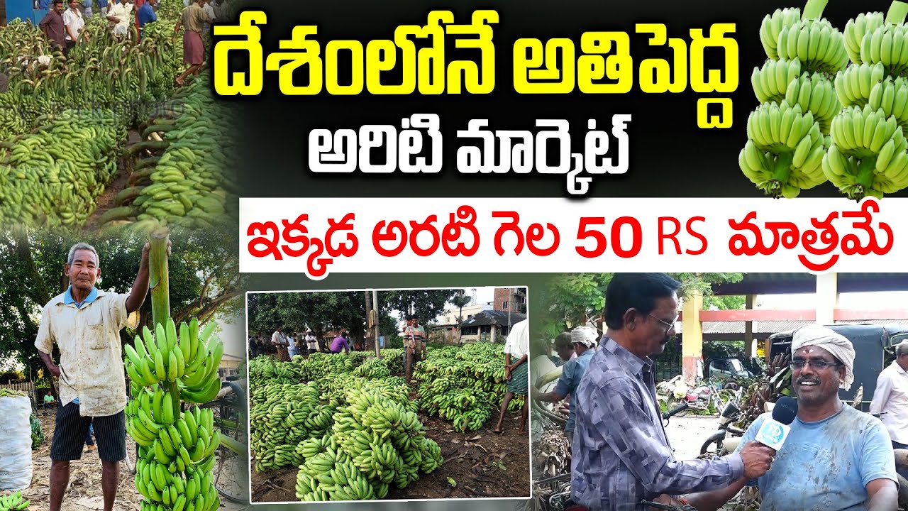 Ravulapalem India’s Biggest Wholesale Banana Market Yard | Ravulapalem village | iDream