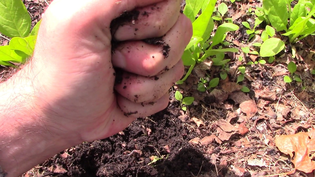 Too much spring rain? What happens to your plants and soil?