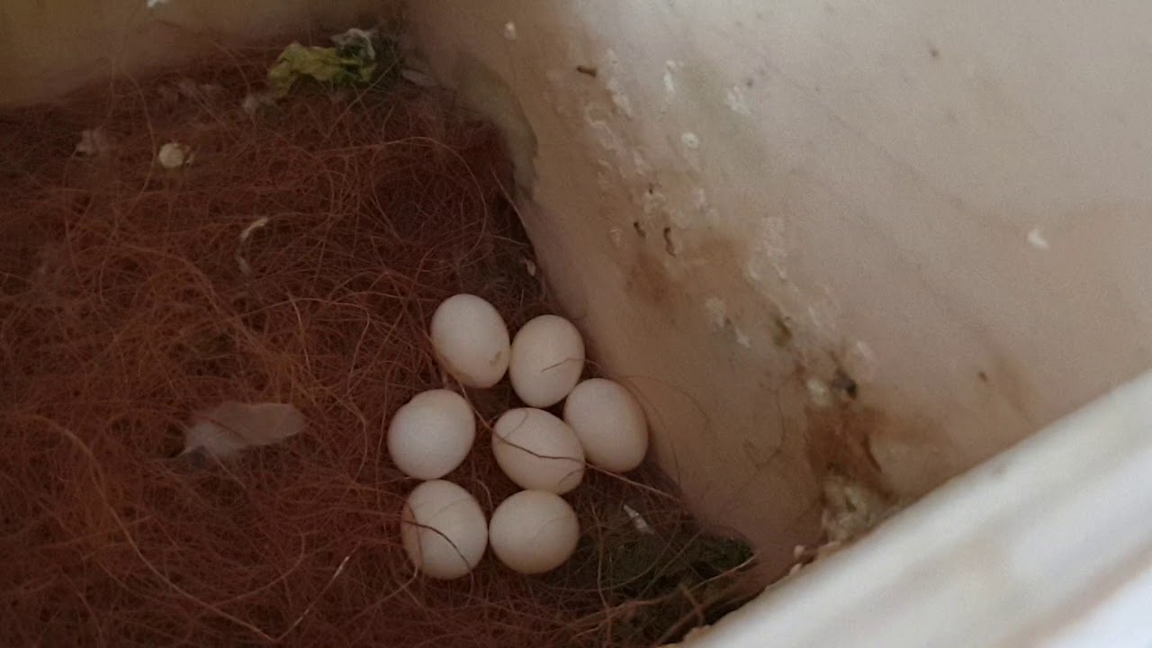 Java İspinozları Kafes Değişince Yumurtaya Yatmaya Devam Eder Mi?