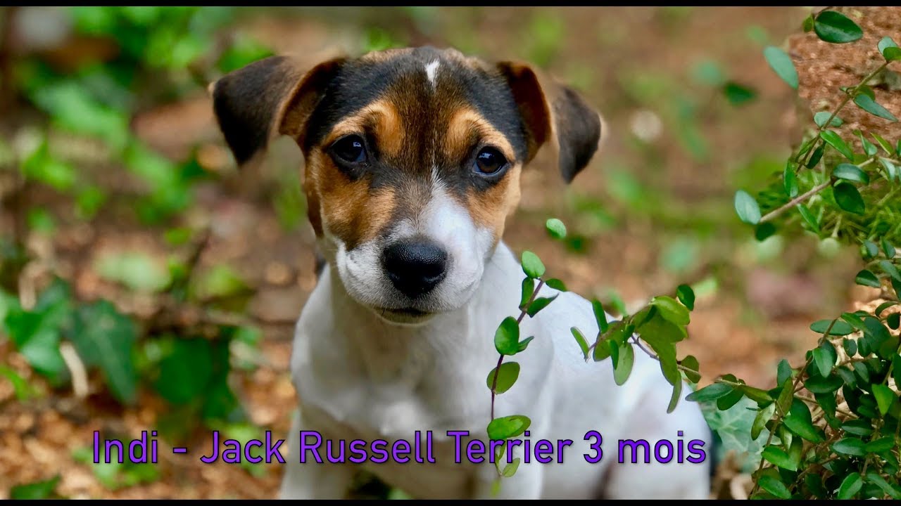 Indi 🐶 chiot Jack Russell Terrier - 3 mois