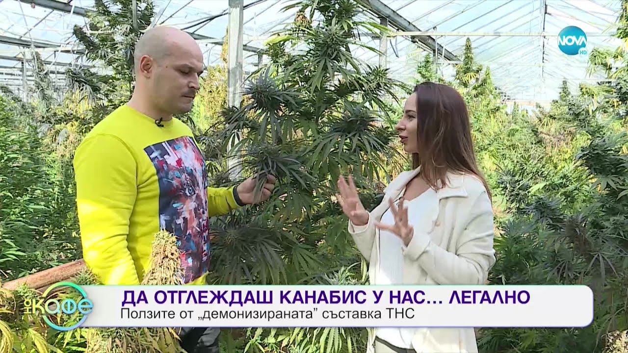 Да отглеждаш канабис у нас... легално - „На кафе” (04.11.2021)
