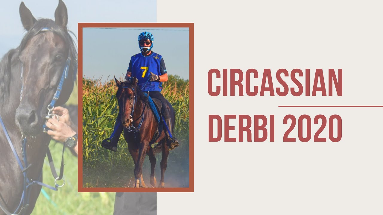 Kabardian horse. World record for 1000 km in 10 days
