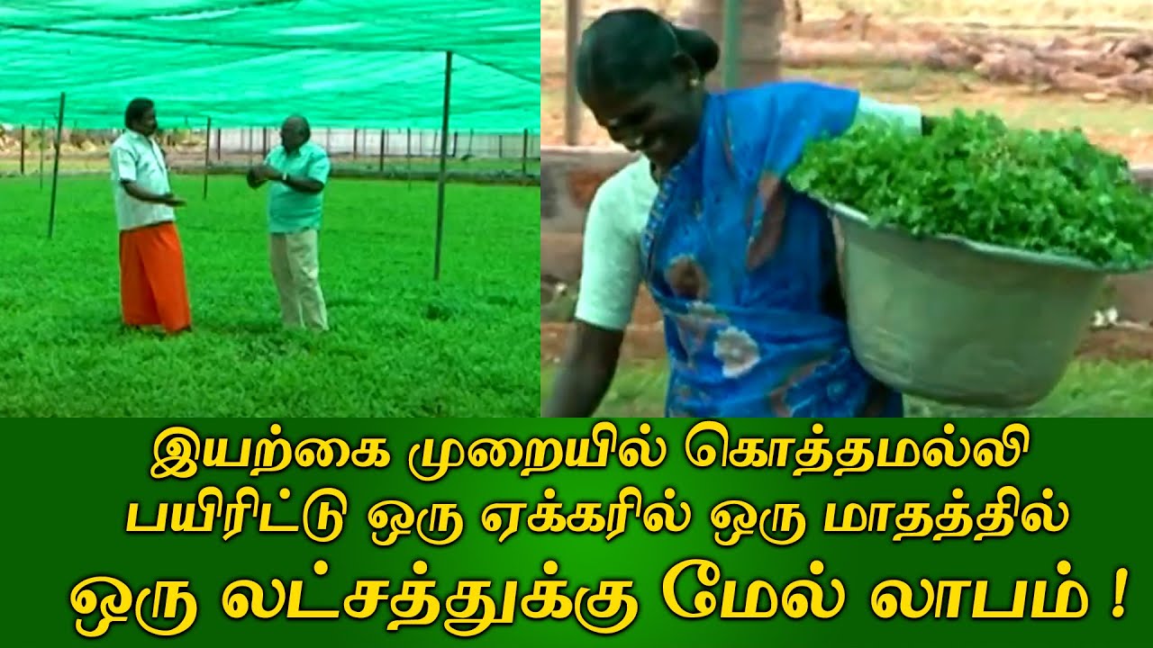 இயற்கை முறையில் கொத்தமல்லி பயிரிட்டு ஒரு ஏக்கரில் ஒரு மாதத்தில் ஒரு லட்சத்துக்கு மேல் லாபம்