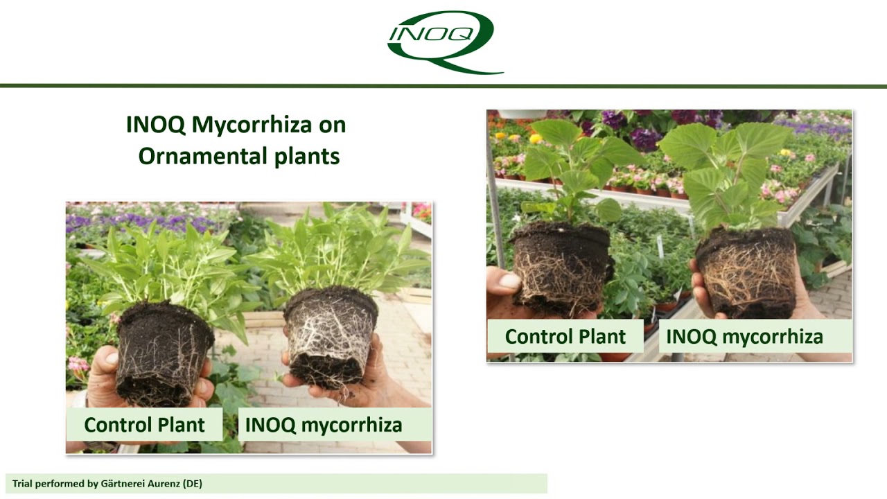 Innovation and Quality - INOQ Mycorrhiza trials evidence
