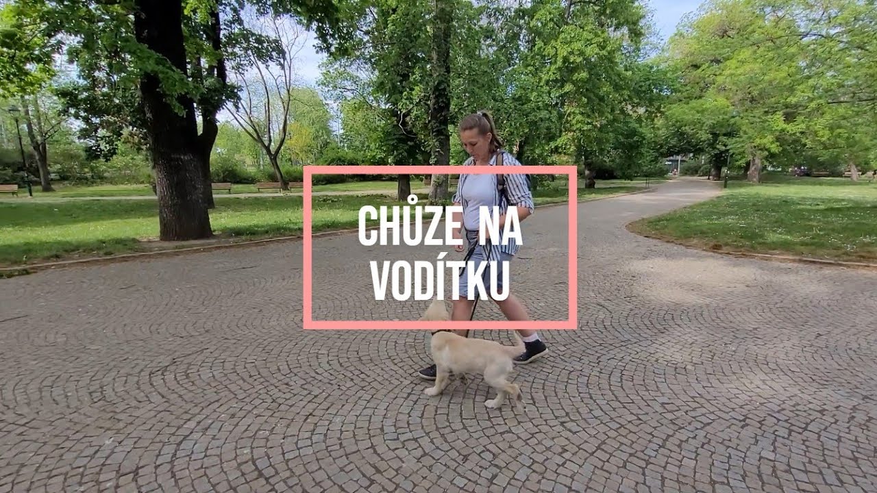 CHŮZE NA VODÍTKU | Učím 4 měsíční štěně chodit na prověšeném vodítku (pravidla, korekce, pamlsky)
