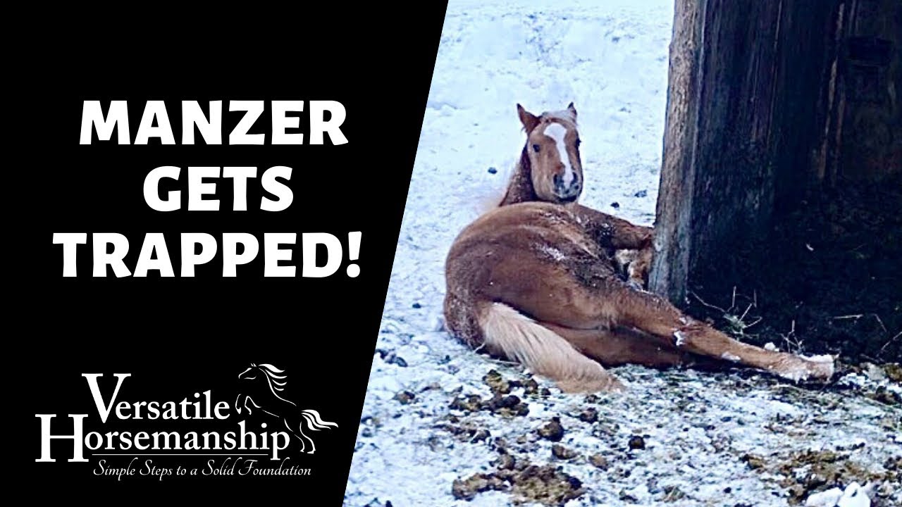 MANZER IS STUCK! // Versatile Horsemanship