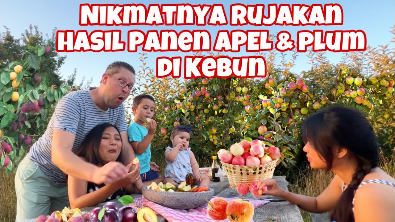 PANEN APEL DAN PLUM GRATIS LANGSUNG BIKIN RUJAK DI KEBUN