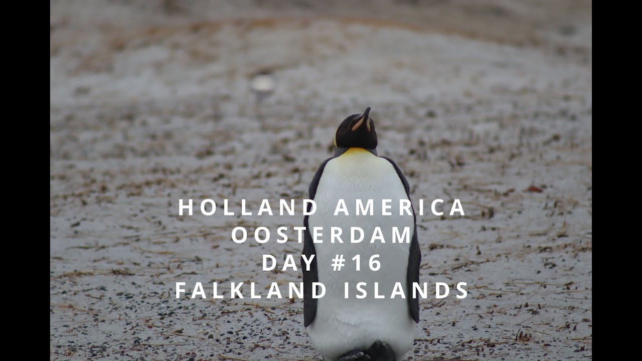 Holland America Oosterdam Day #16 Falkland Islands