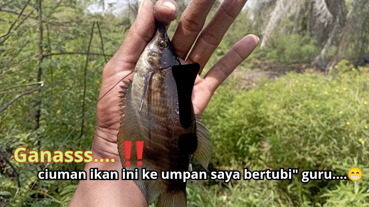UMPAN CACING KU JADI REBUTAN IKAN SEPAT SIAM DAN IKAN BETOK!!#Airrukamfishing