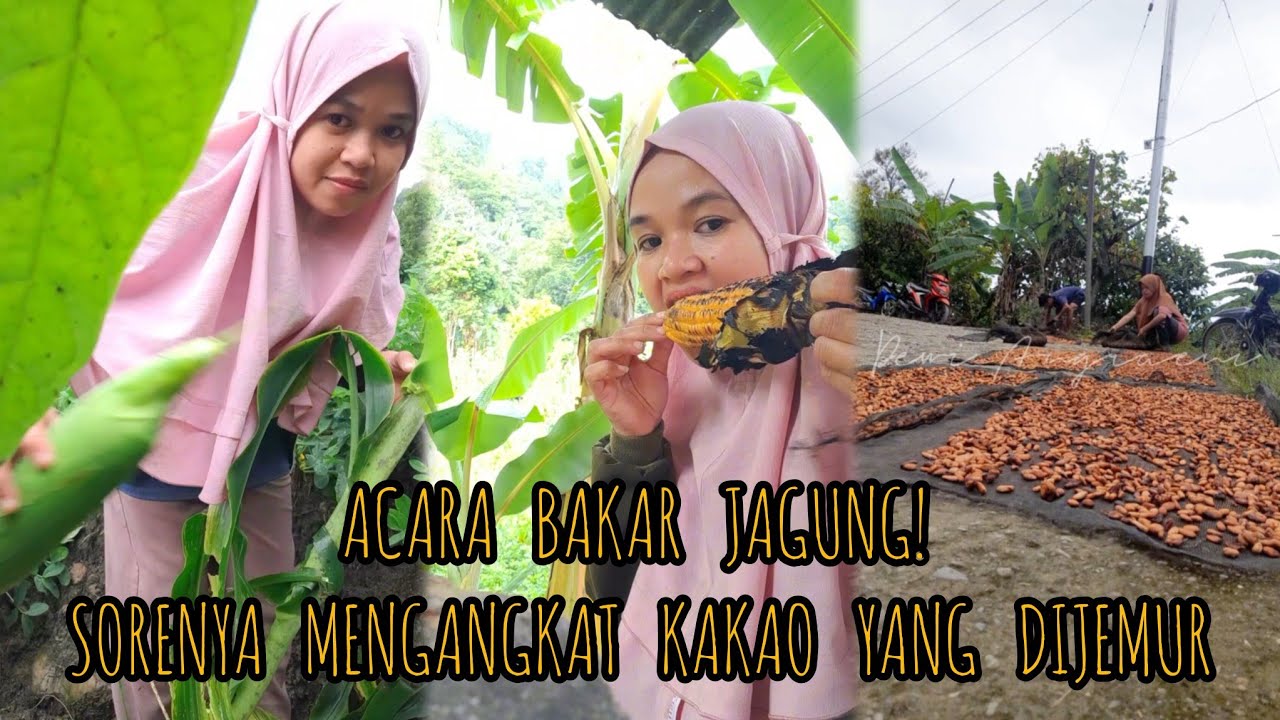 ACARA JAGUNG DIKEBUN! SORENYA LANJUT MENGANGKAT HASIL PANEN YANG DIJEMUR. #dailyvlog #petanimuda 