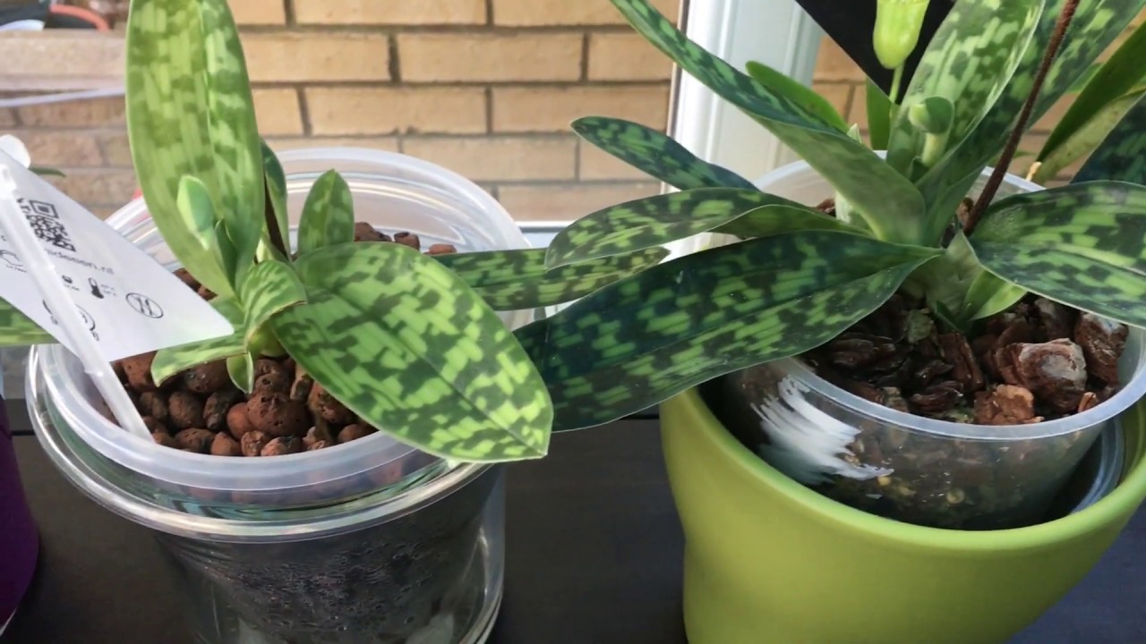 兩棵兜蘭（綠魔帝）種植在不同植料 會有什麼分別？（8-12-2019）