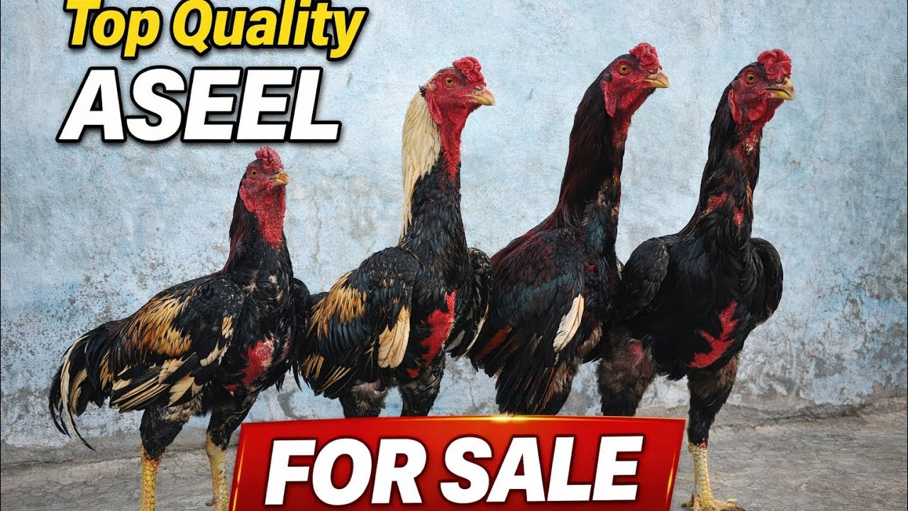 7794896258 @zr_aseel_hyd8 Quality birds available for sale 💥