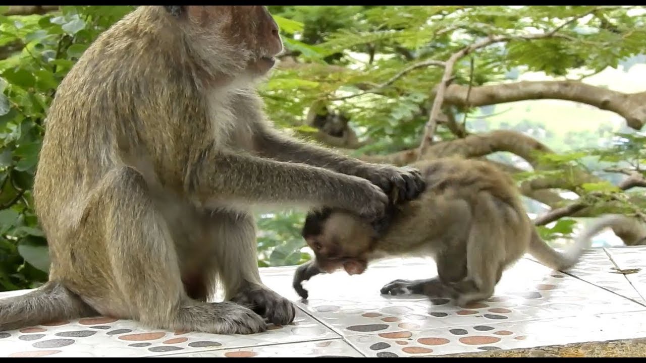 Ah God Why Little Monkey Very Angry Her Mom Like That, Young Monkey Angry Herself, What Happen