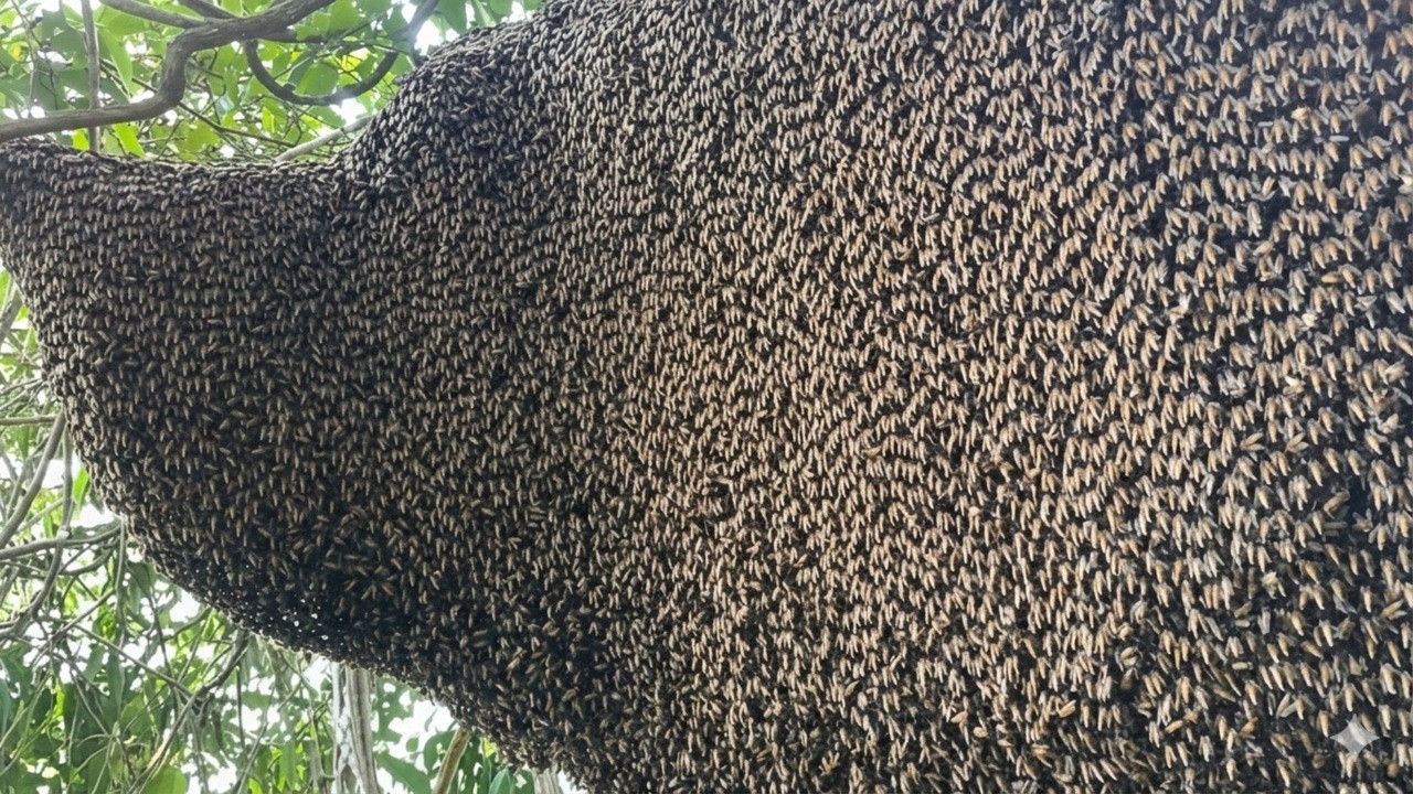 Risking It All: The Most Dangerous Honey Hunt on a Tree Branch in Vietnam
