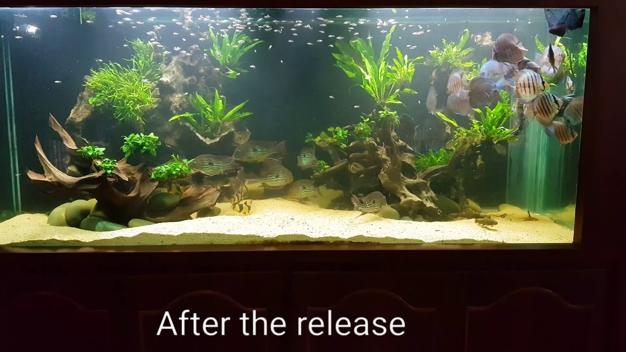 NEW FISH! Adding 200 Harlequin Rasboras!