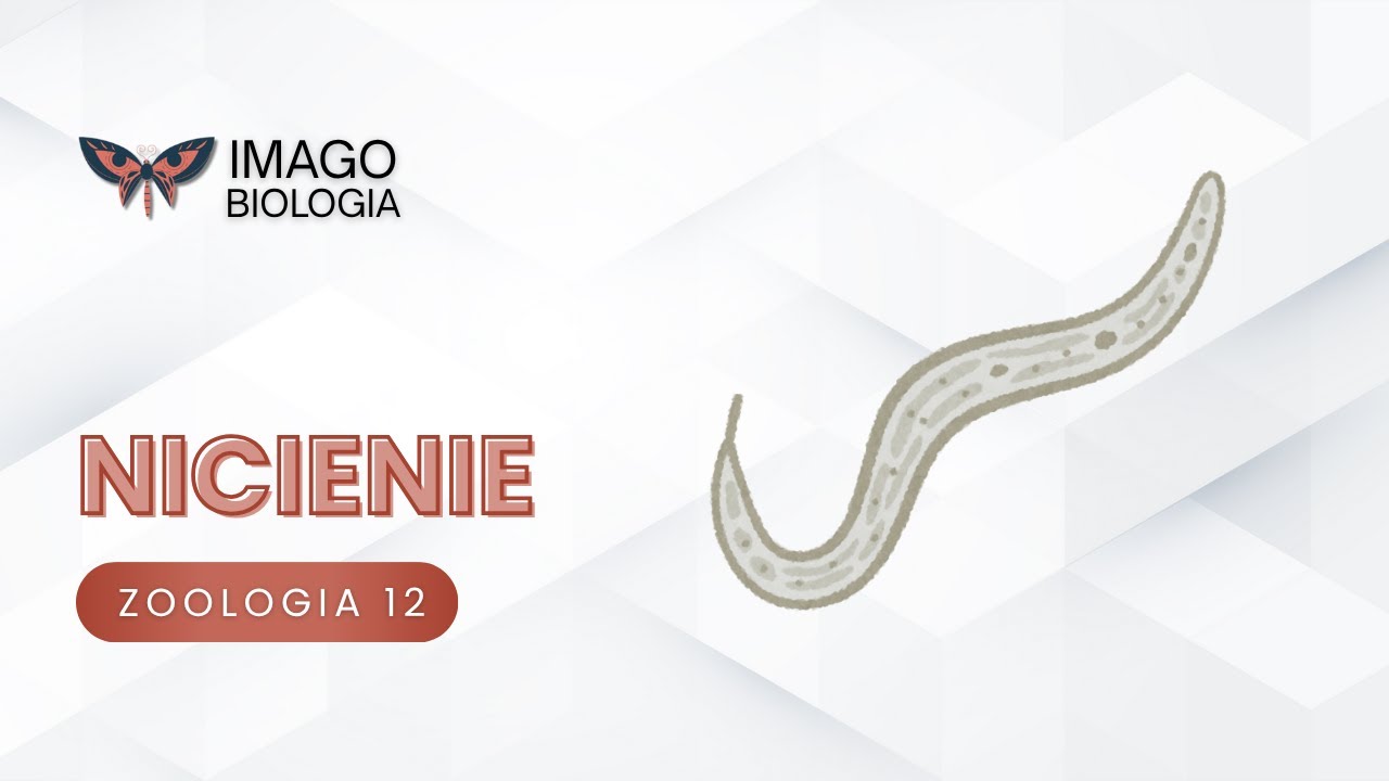 Nicienie