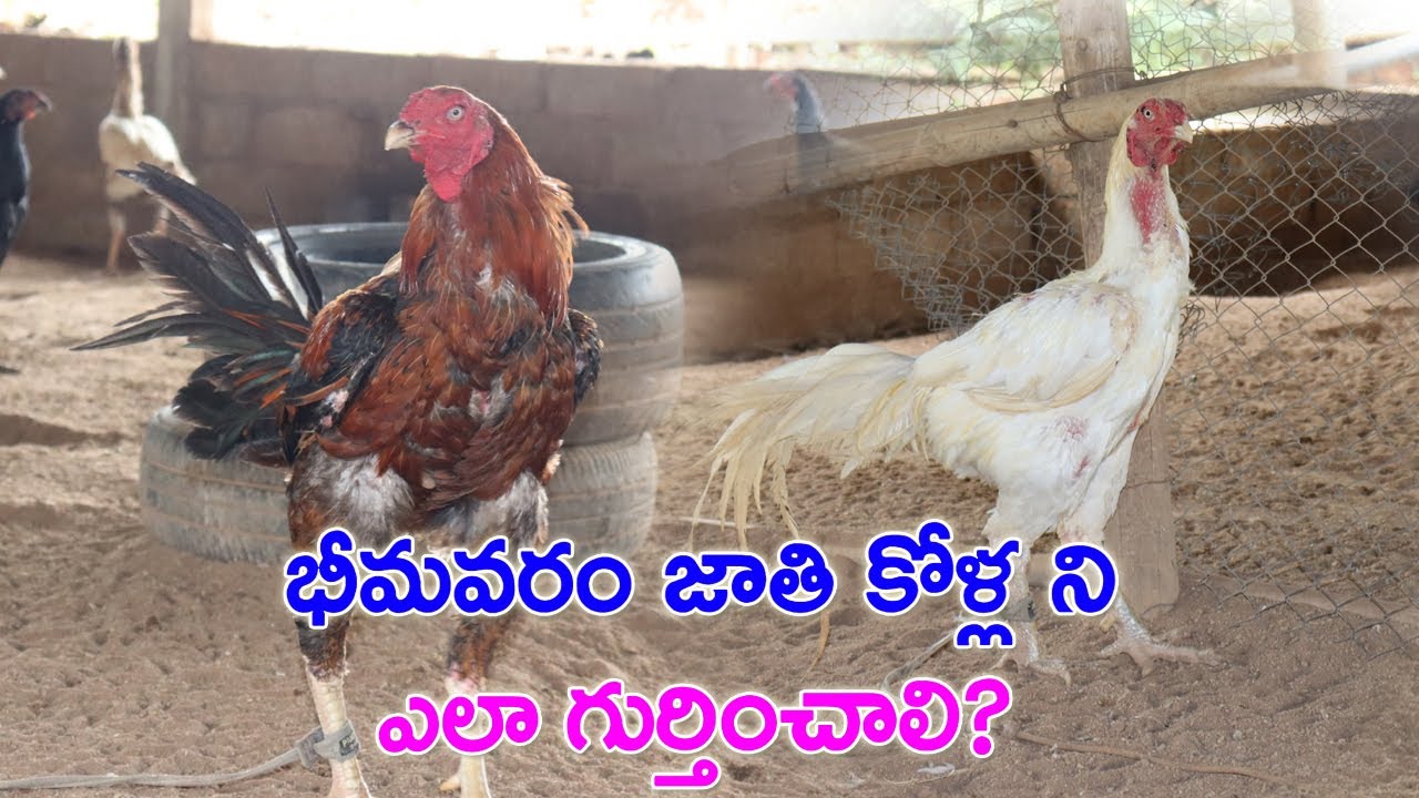 భీమవరం జాతి కోళ్ల ను ఎలా గుర్తించాలి? గాబుల వల్ల ఉపయోగాలు? Bhimavaram Jathi PandemKollu | Aseel farm
