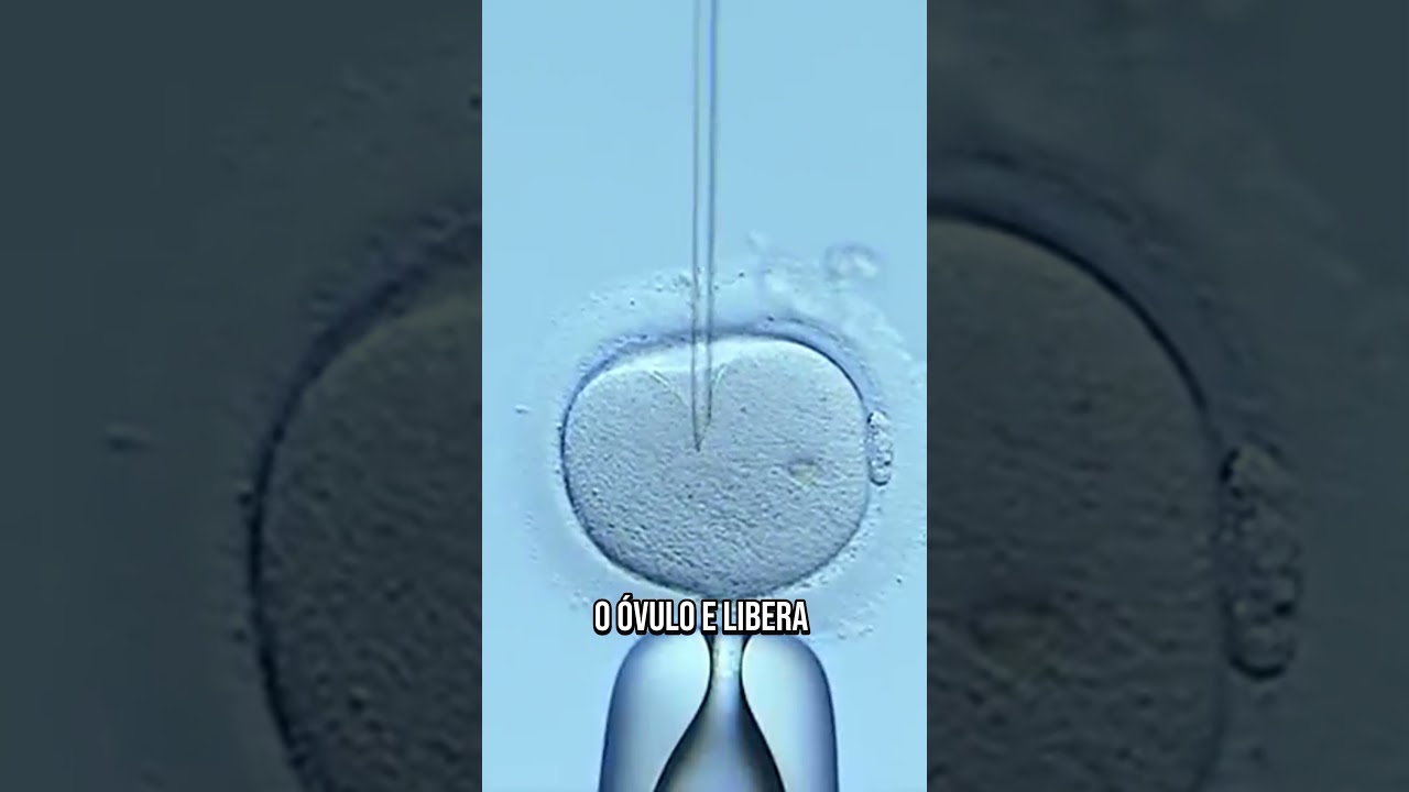 Como a fertiliza&ccedil;&atilde;o in vitro acontece? Veja o passo a passo! #curiosidades #biologia