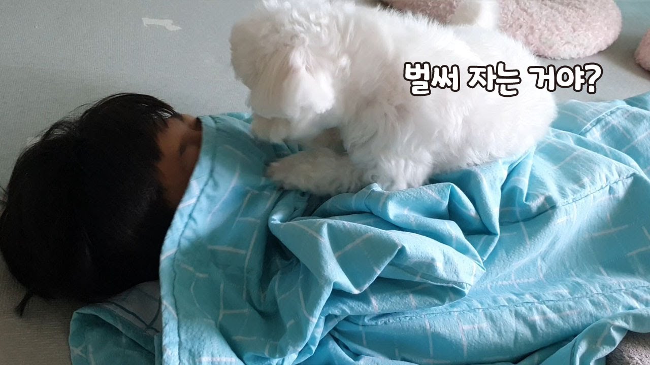 잘시간이 아닌데 잠이든 아이를 본 강아지 반응