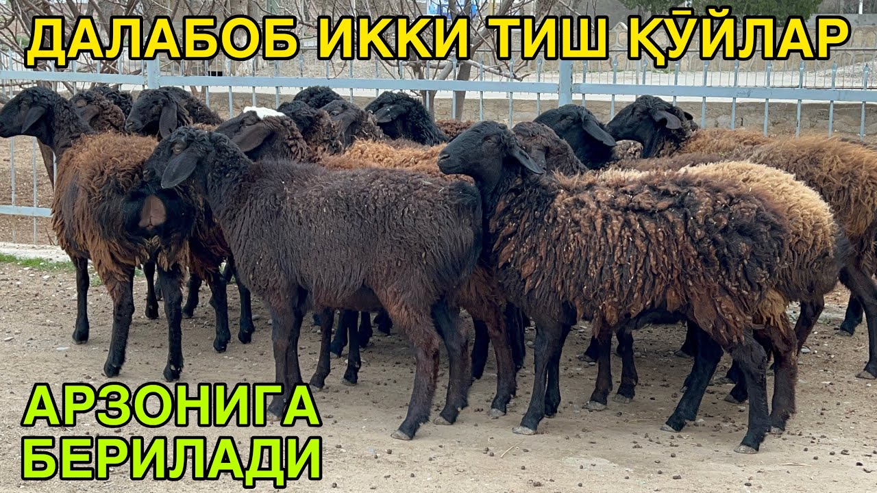 ОЛАМАН ДЕГАНЛАР ЮТАДИ ☎️+998331561210