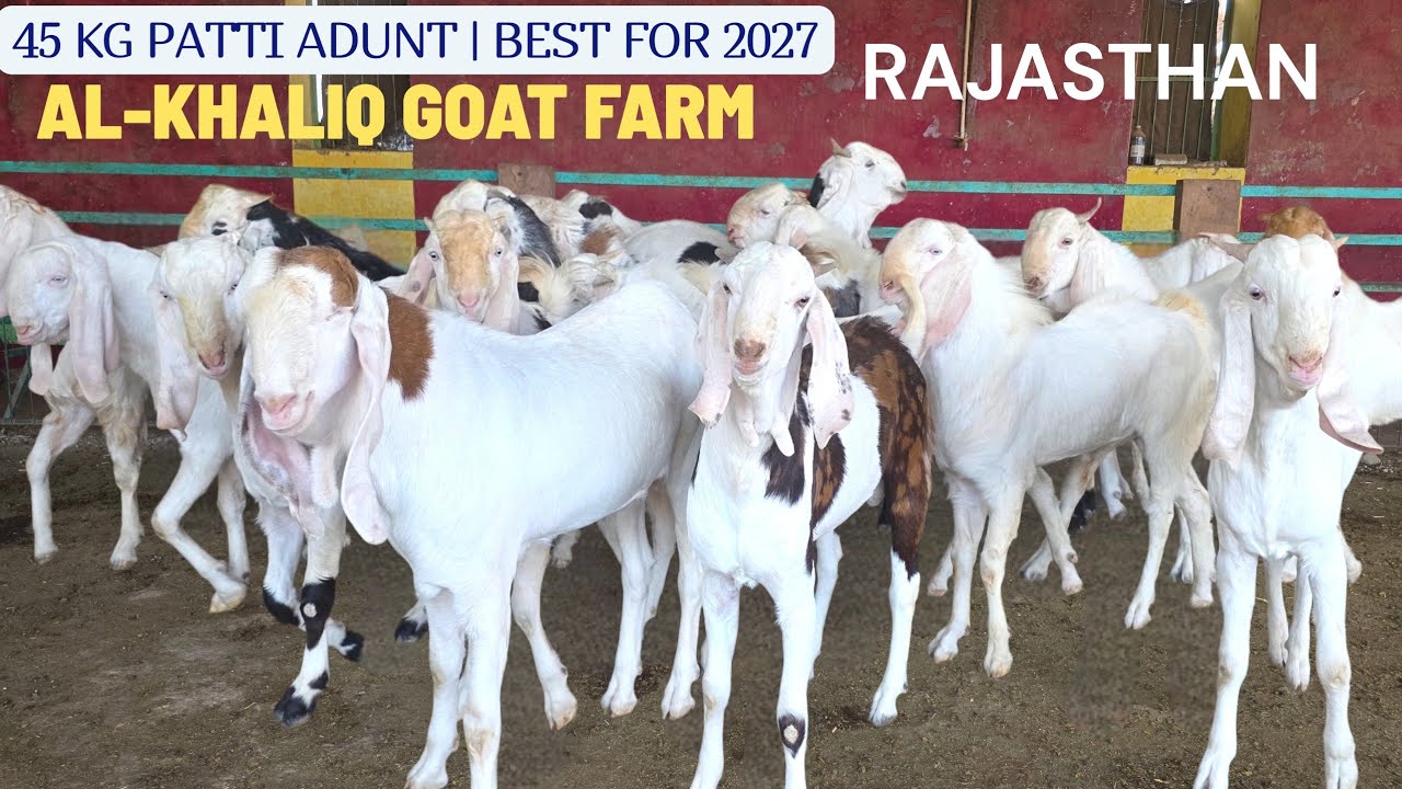 FOR 2027 BEST QUALITY ADUNT PATTI AL KHALIQ GOAT FARM 