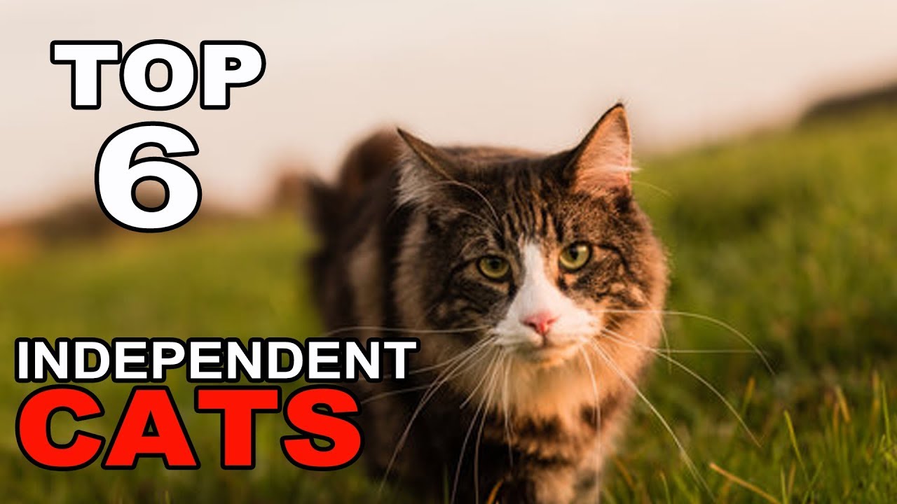 Top 6 Most Independent Cat Breeds