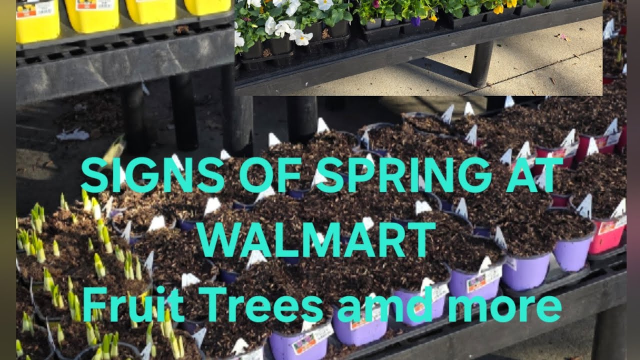 Walmart Fruit Trees, Flowering Trees Daffodils, Tulips and Hyacinthd Have Arrived. Signs of Spring.