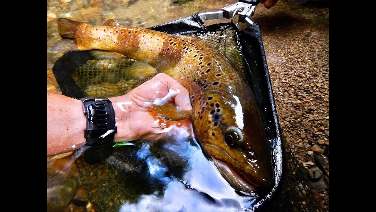 Une GROSSE TRUITE Comme Récompense Dans Une Gorge VERTIGINEUSE EXTRÊME !!!Pêche No Kill !