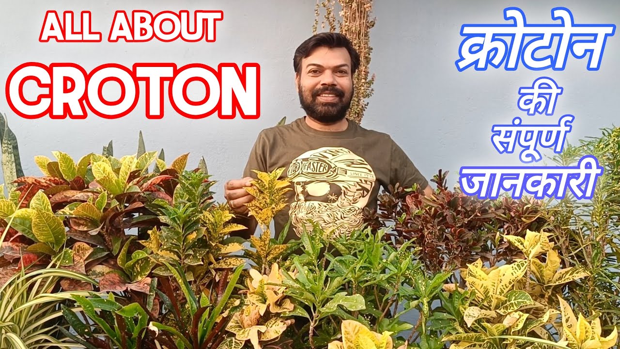 All About Croton/Croton Care Tips/ Croton Plant Care