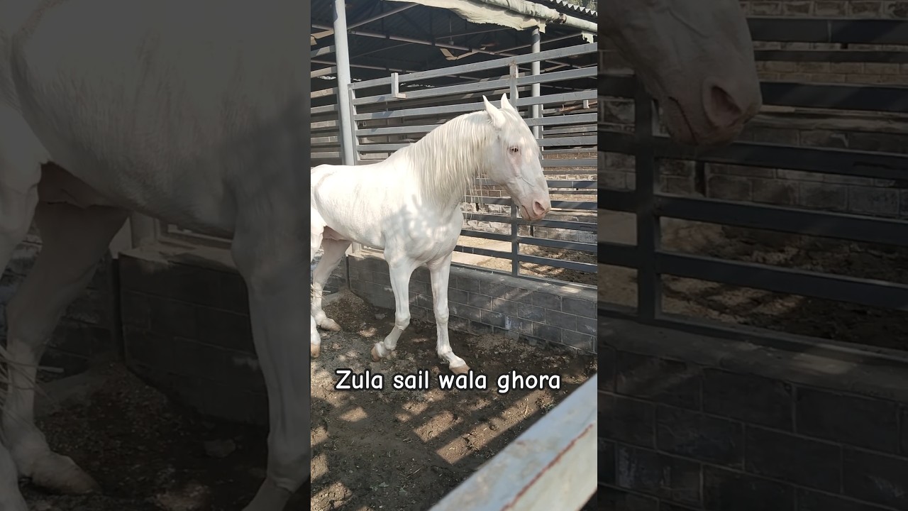 Zula sail Wala ghora in Tm farm | Pakistani best breeder horse | horse vedio | nukra ghora #pakistan