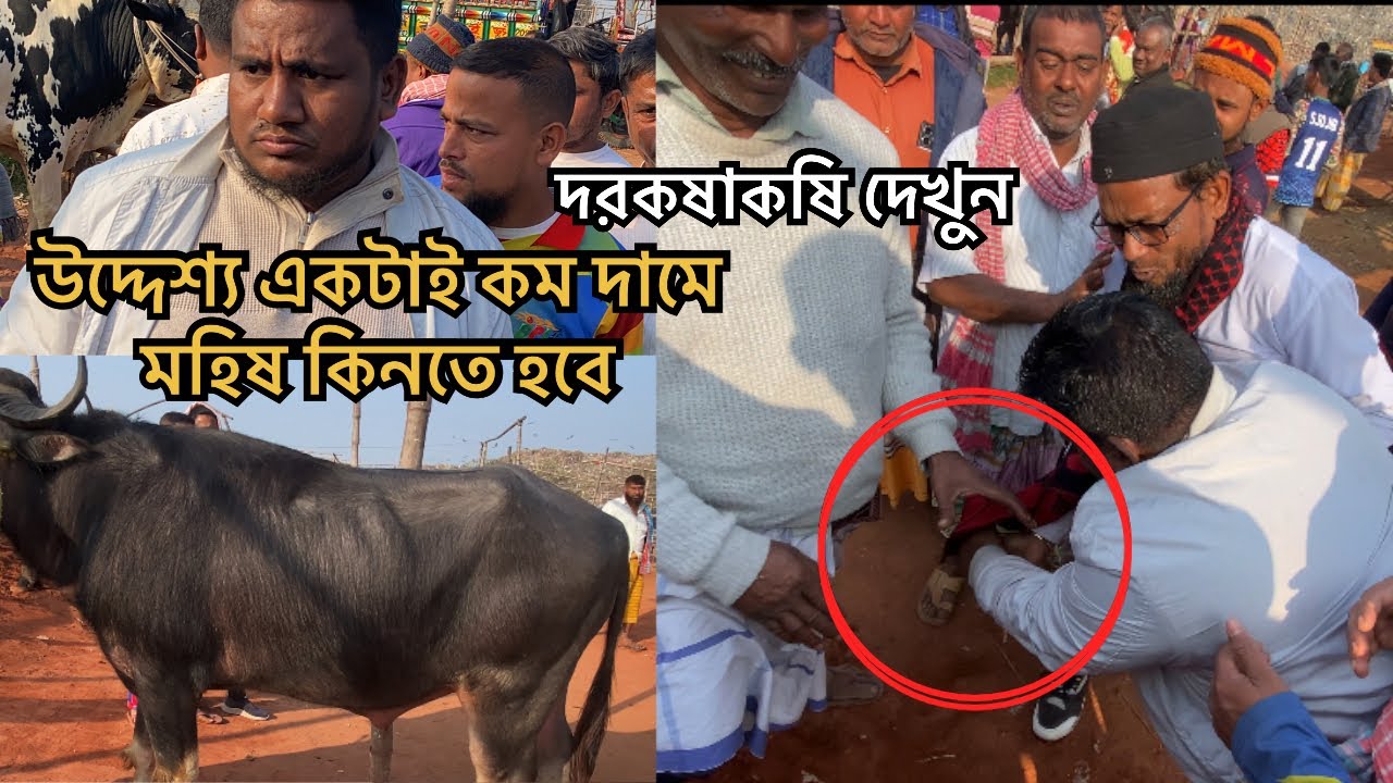 উদ্দেশ্য একটাই কম দামে মহিষ কিনতে হবে | সিটি হাট রাজশাহী