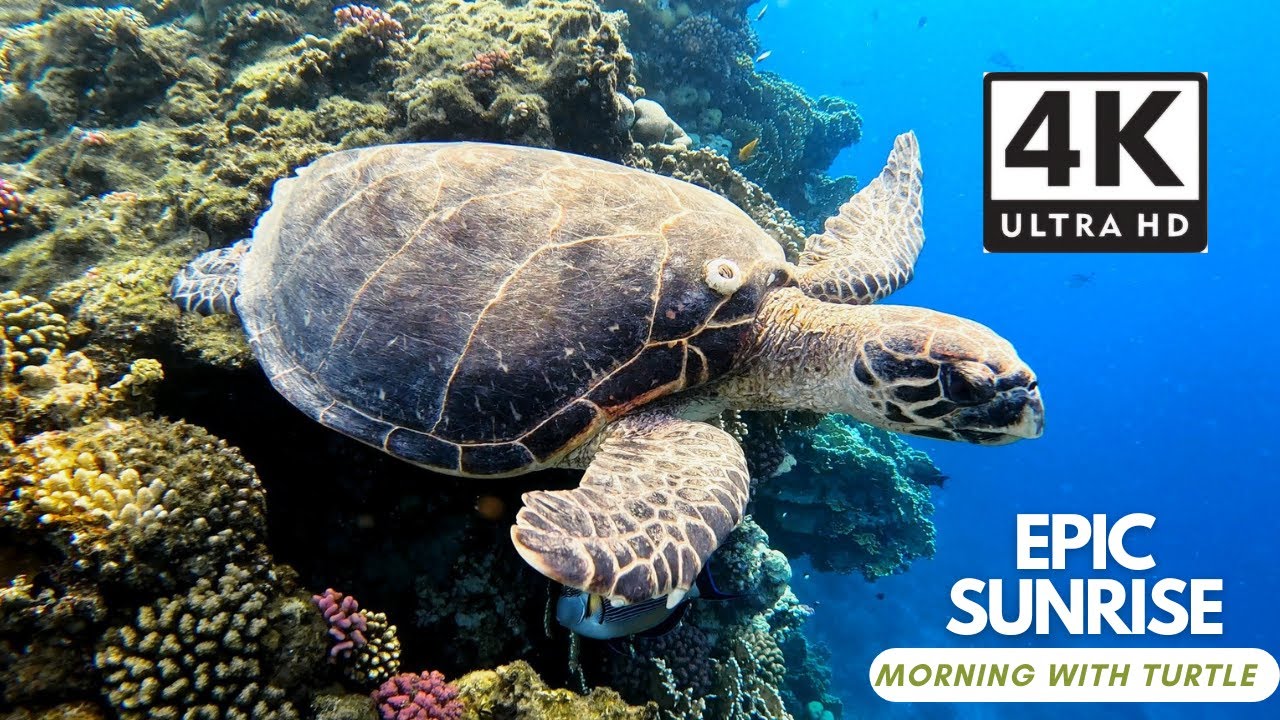 Freediving with a Turtle | Epic Sunrise on Coral Reef in Marsa Alam, Egypt