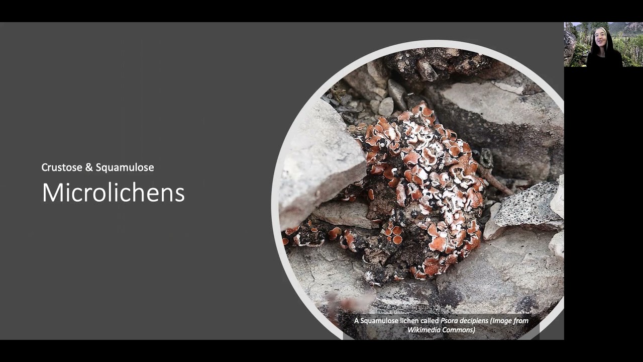 Discovering Lichens