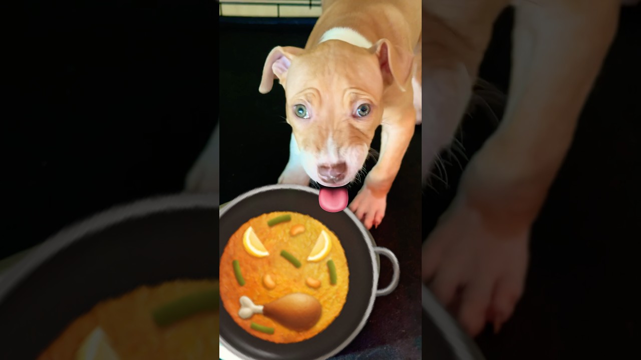 Puppy eating 