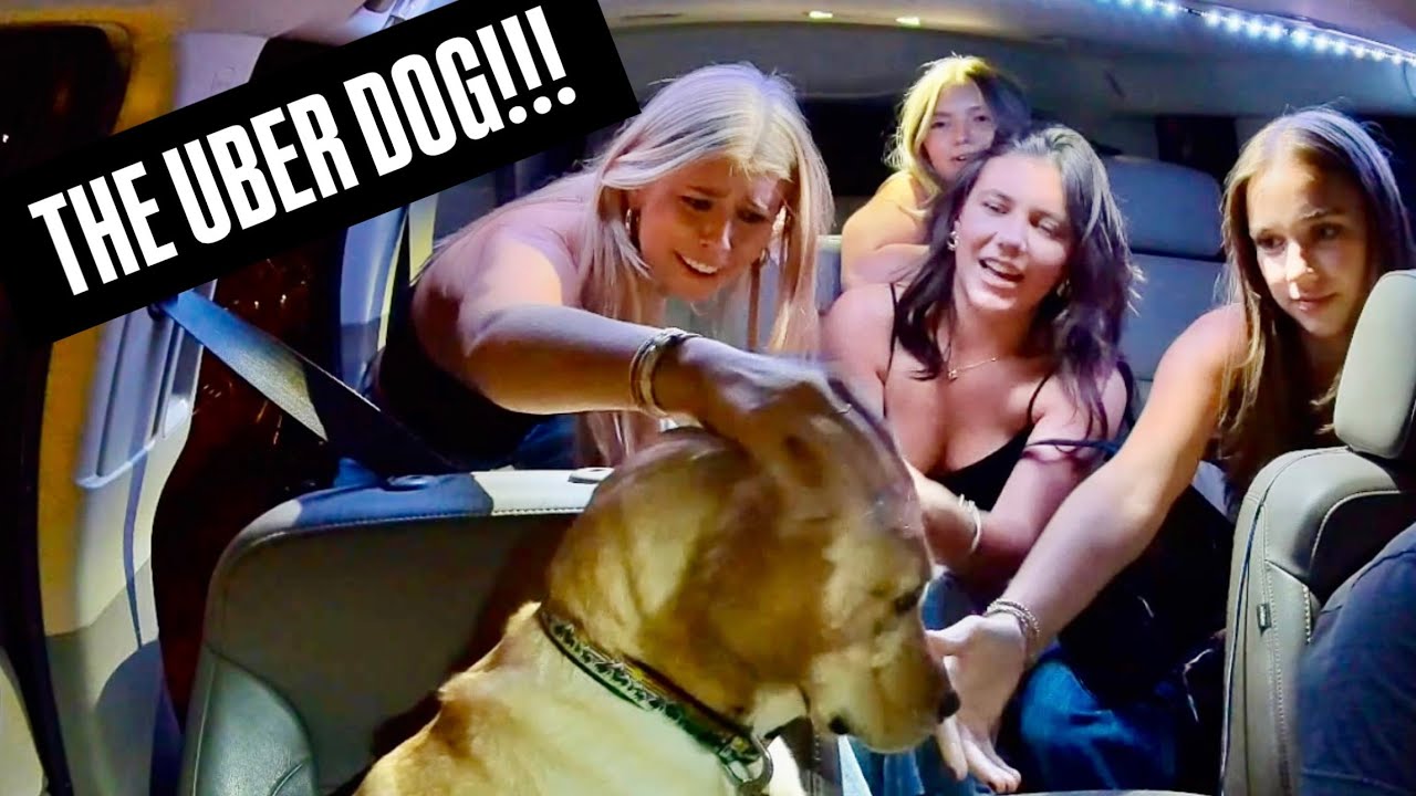 Удивляем пассажиров с помощью Uber Dog!