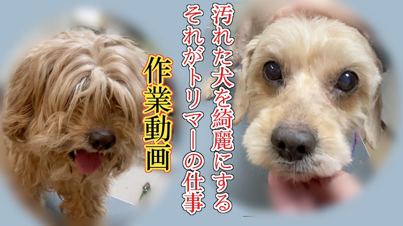 #43【トリマーは綺麗な仕事じゃない】