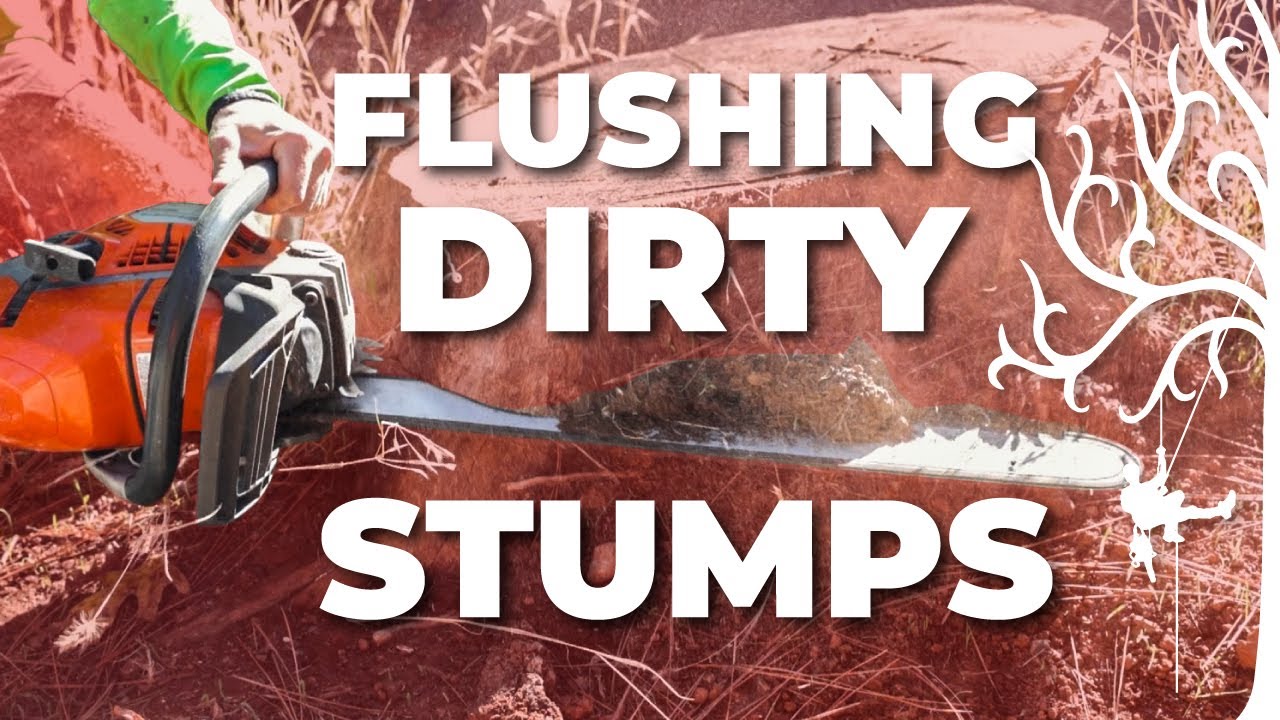 How to cut tree stumps RIGHT. No more dull chain |Strider Trees tips tricks
