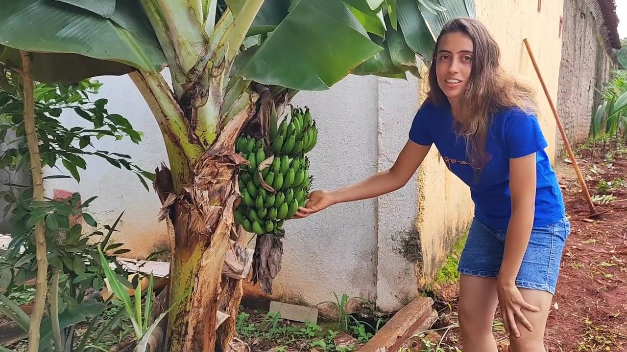 Fui conhecer uma plantação de frutíferas a beira da estrada 