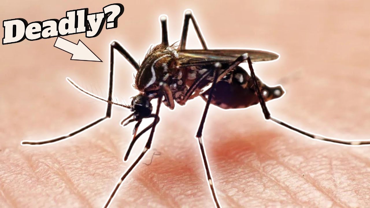Deadly Mosquito Virus in Massachusetts: What We Know