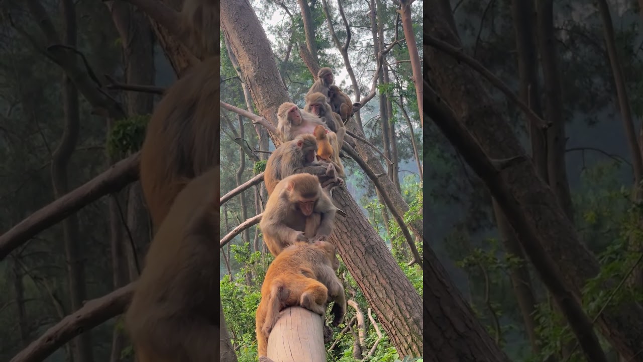 What Kind of Pose Is That?#Monkey #FunnyAnimals #WildlifeBehavior #AnimalWorld