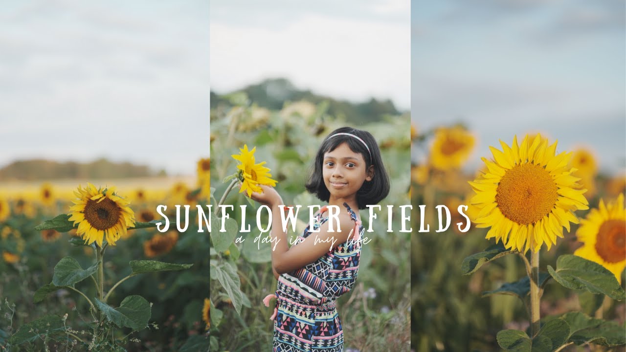 My First Time Visit | Sunflower Fields | Harvest Time | UK | SEL85F18