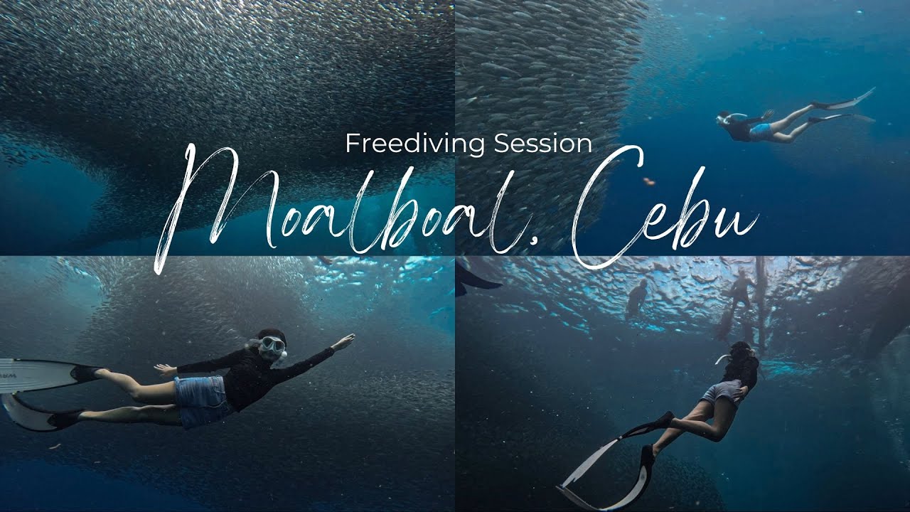 freediving in Moalboal, Cebu (Sardine Run) 🧜‍♀️
