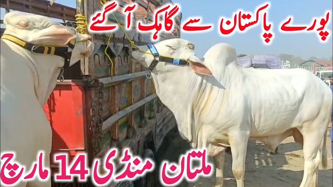 Multan Cow Mandi Today | Sahiwal & Cholistani Cows | Brahman Nukra Bachre Rates