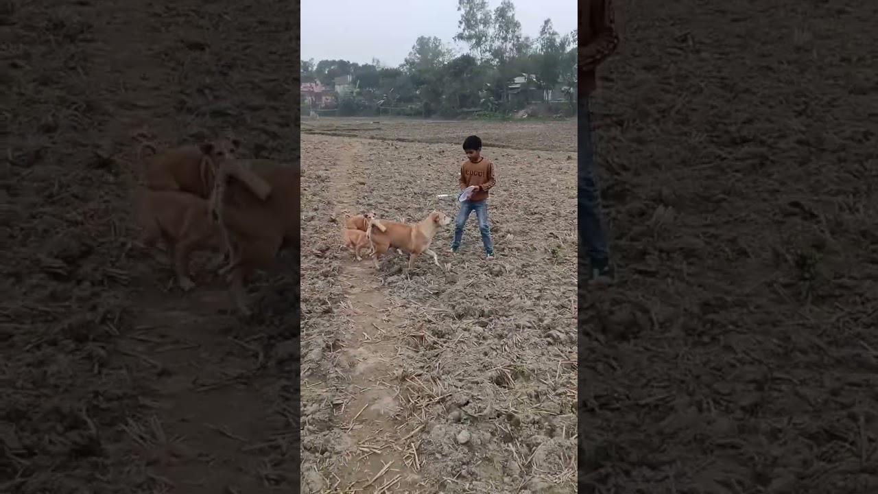 পশু প্রাণীদের ভালোবাসা দেন! 